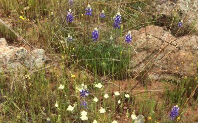 Wildflowers Abound