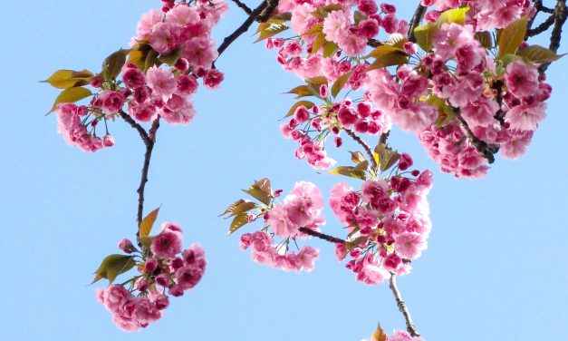 2020 Spring Break March 23-27